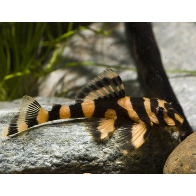 L168 Dekeyseria Brachyura