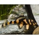 L168 Dekeyseria Brachyura