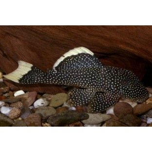 L081 Baryancistrus Gold Nugget L081 Baryancistrus Gold Nugget