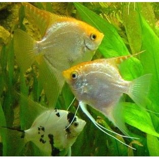 Scalaire Gold Scalaire Gold