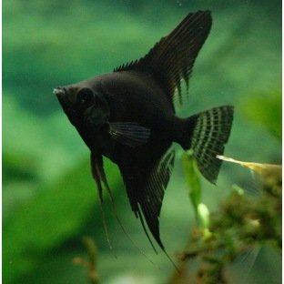 Acheter un poisson tropical pour son aquarium d'eau douce - Achat
