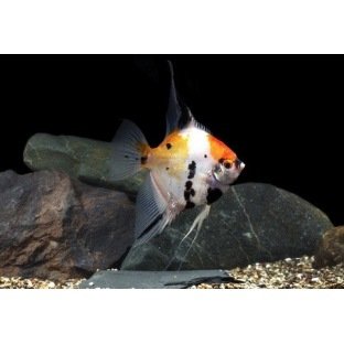 Scalaire Koi Scalaire Koi