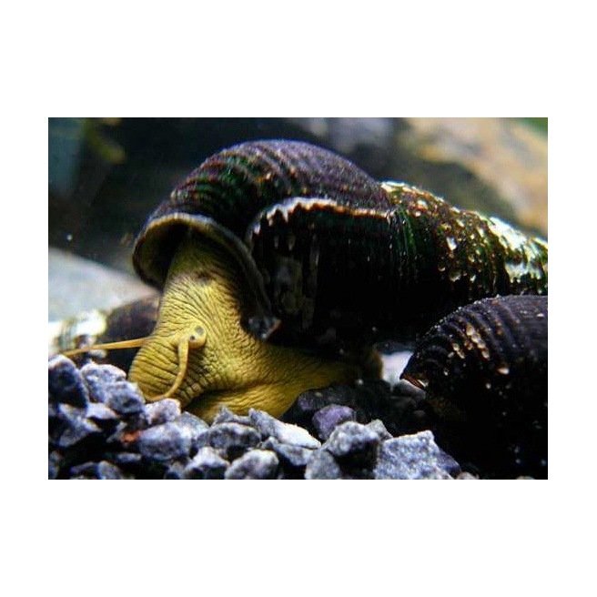 Tylomelania Donnerkeil Escargot Orange Noir Pour Aquarium Tylomelania Donnerkeil Escargot Orange Noir Pour Aquarium