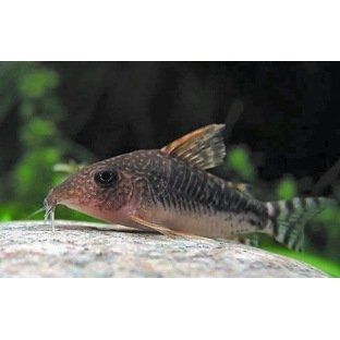 Corydoras Seussi Corydoras Seussi