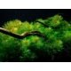 Myriophyllum Mattogrossense : Plante d'aquarium amazonien