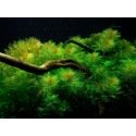 Myriophyllum Mattogrossense : Plante d'aquarium amazonien