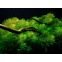 Myriophyllum Mattogrossense : Plante d'aquarium amazonien