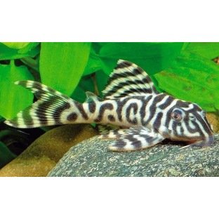 L450 Hypancistrus Sp L450 Hypancistrus Sp