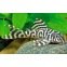 L450 Hypancistrus Sp