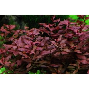 Ludwigia Palustris : Plante d'aquarium en pot