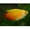 Colisa Chuna Gold