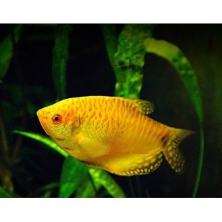 Trichogaster Trichopterus Orange Trichogaster Trichopterus Orange