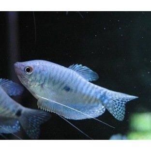 Trichogaster Marmorata bleu