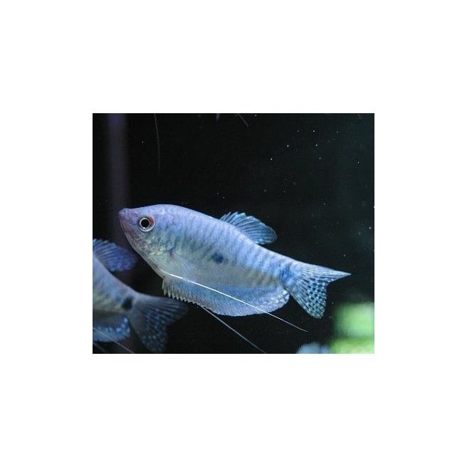 Trichogaster Marmorata bleu