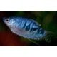 Trichogaster Marmorata bleu