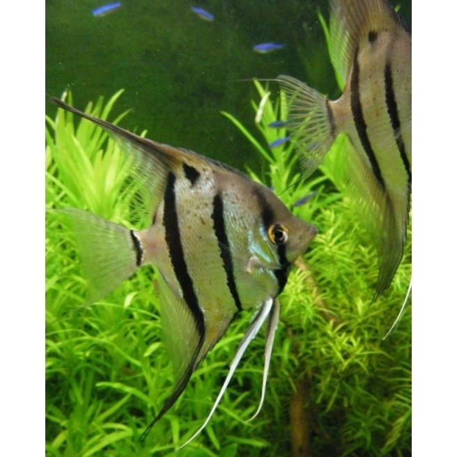 Scalaire Rio Nanay Scalaire Rio Nanay