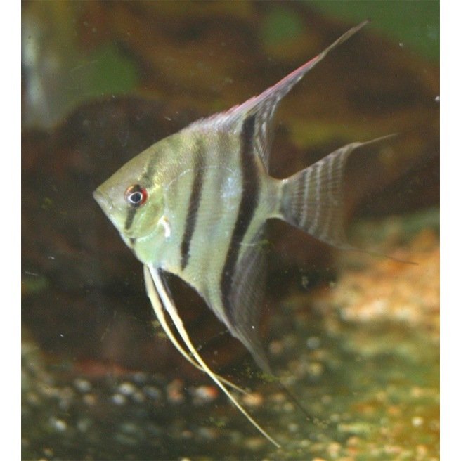 Scalaire Rio Nanay Scalaire Rio Nanay