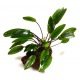 Cryptocoryne Petchii sur lave