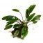 Cryptocoryne Petchii sur lave