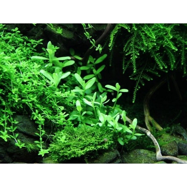 Bacopa Compact - petite plante d'aquarium polyvalente pour l'avant plan ou la zone du milieu