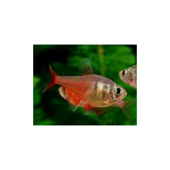 Hyphessobrycon Flammeus