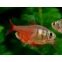 Hyphessobrycon Flammeus
