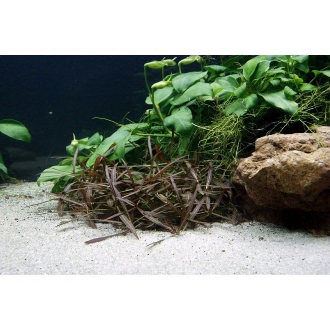 Hygrophila Araguaia Hygrophila Araguaia