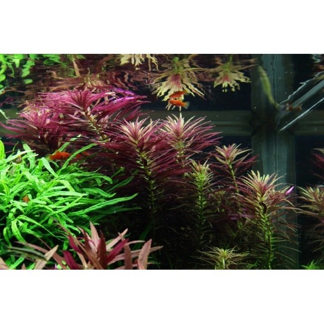 Limnophila Hippuridoides