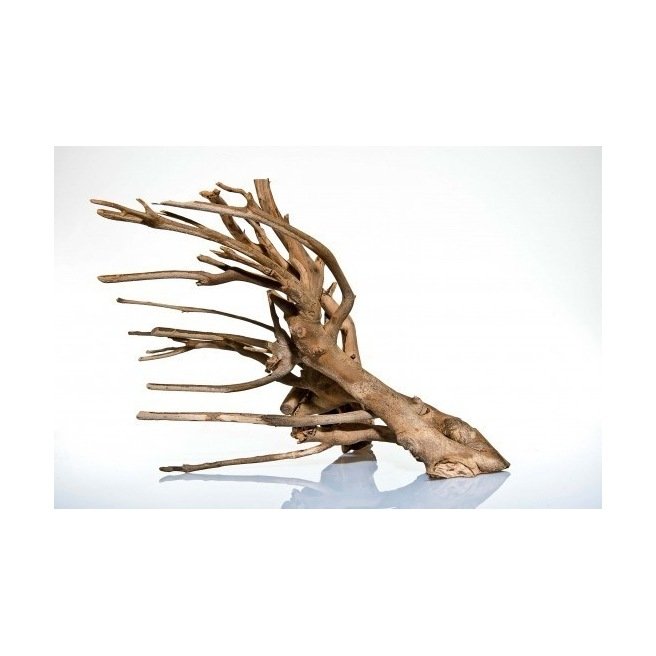 Racine désertique - Talawa Wood