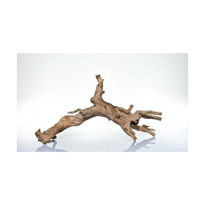 Racine désertique - Talawa Wood Racine désertique - Talawa Wood