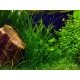 Vallisneria Nana Rubra - Plante d'aquarium facile même sans sol nutritif