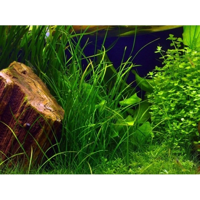 Vallisneria Nana Rubra - Plante d'aquarium facile même sans sol nutritif