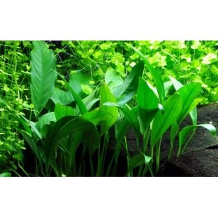 Anubia Barteri Angustifolia Anubia Barteri Angustifolia