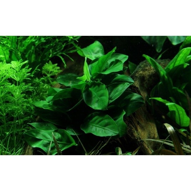 Anubia Barteri Nana - Plante d'aquarium