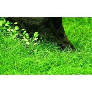 Eleocharis Acicularis Eleocharis Acicularis