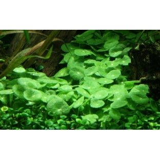 Hydrocotyle Verticillata - Plante couvre-sol ou flottante