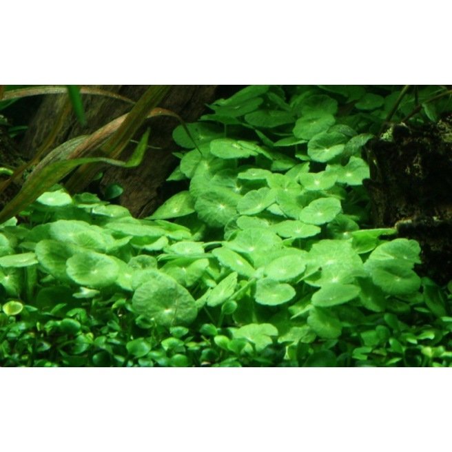 Hydrocotyle Verticillata - Plante couvre-sol ou flottante