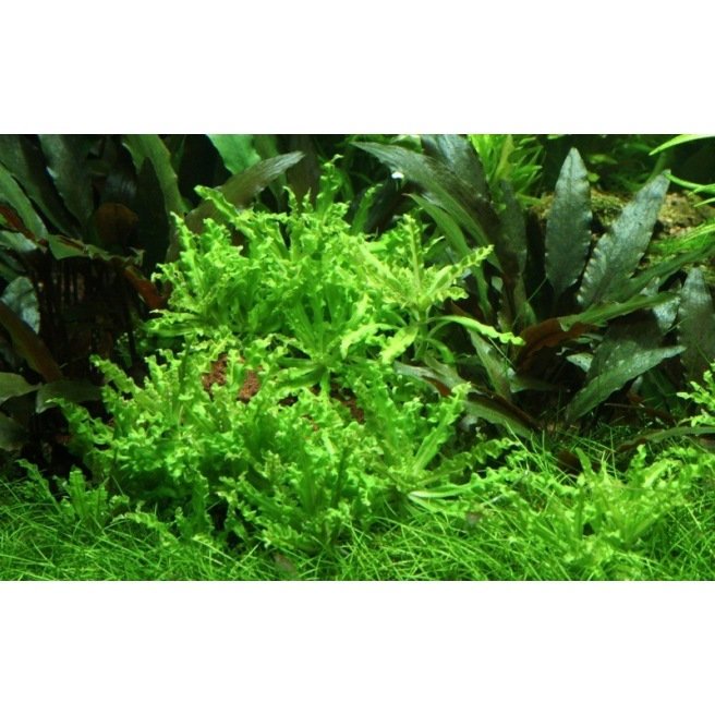 Pogostemon Helferi - Plante d'aquarium en pot ou in vitro