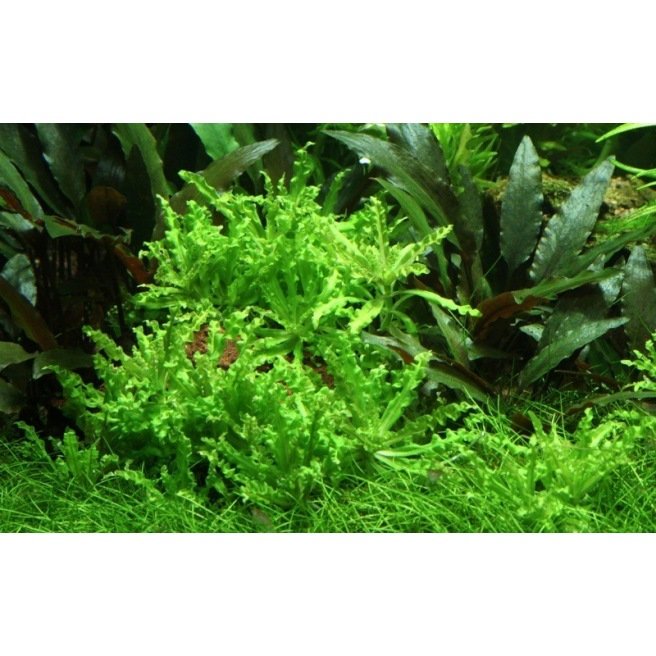 Pogostemon Helferi