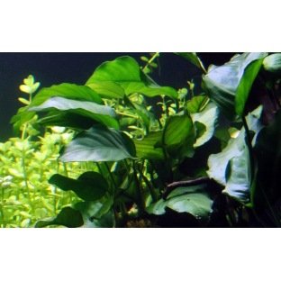 Anubia Barteri - Plante d’aquarium facile à fixer sur un support Anubia Barteri - Plante d’aquarium facile à fixer sur un support