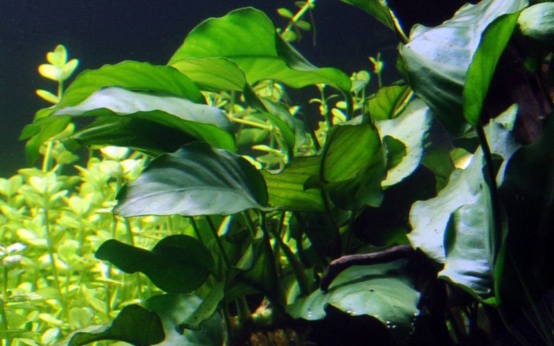 Plante d'aquarium vivante Anubias Nana pot de 5 cm par 2 pièces