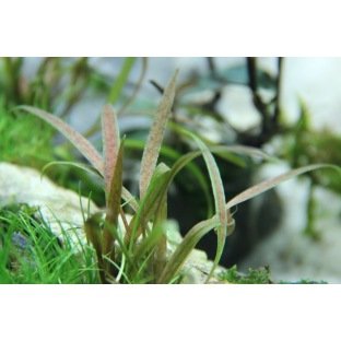 Cryptocoryne Albida Brown Cryptocoryne Albida Brown
