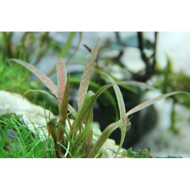 Cryptocoryne Albida Brown