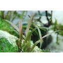 Cryptocoryne Albida Brown : Plante d'aquarium