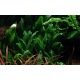 Cryptocoryne Willisii