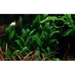 Cryptocoryne Willisii Cryptocoryne Willisii