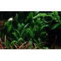 Cryptocoryne Willisii