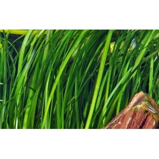 Vallisneria Spiralis Tiger Vallisneria Spiralis Tiger