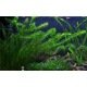 Elodea Densa - Plante d'aquarium d'arrière plan