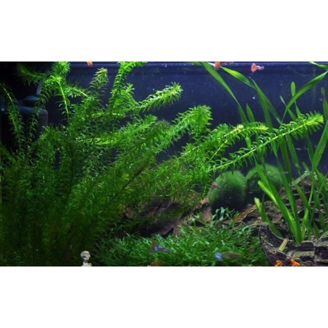 Elodea Densa - Plante d'aquarium d'arrière plan